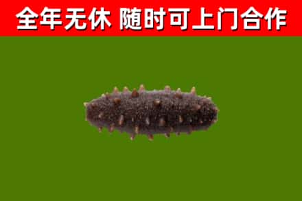 尤溪烟酒回收干海参.jpg